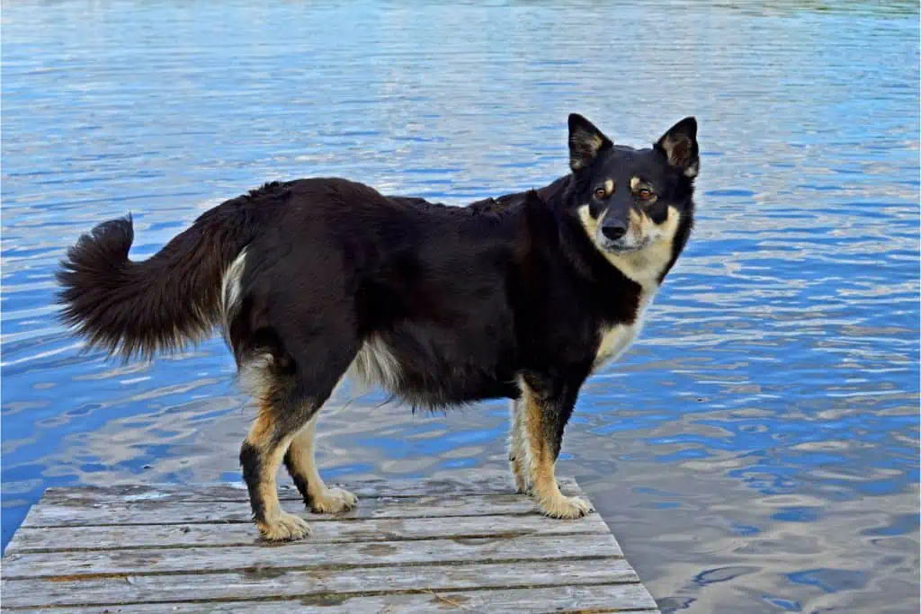 Lappländischer Rentierhund