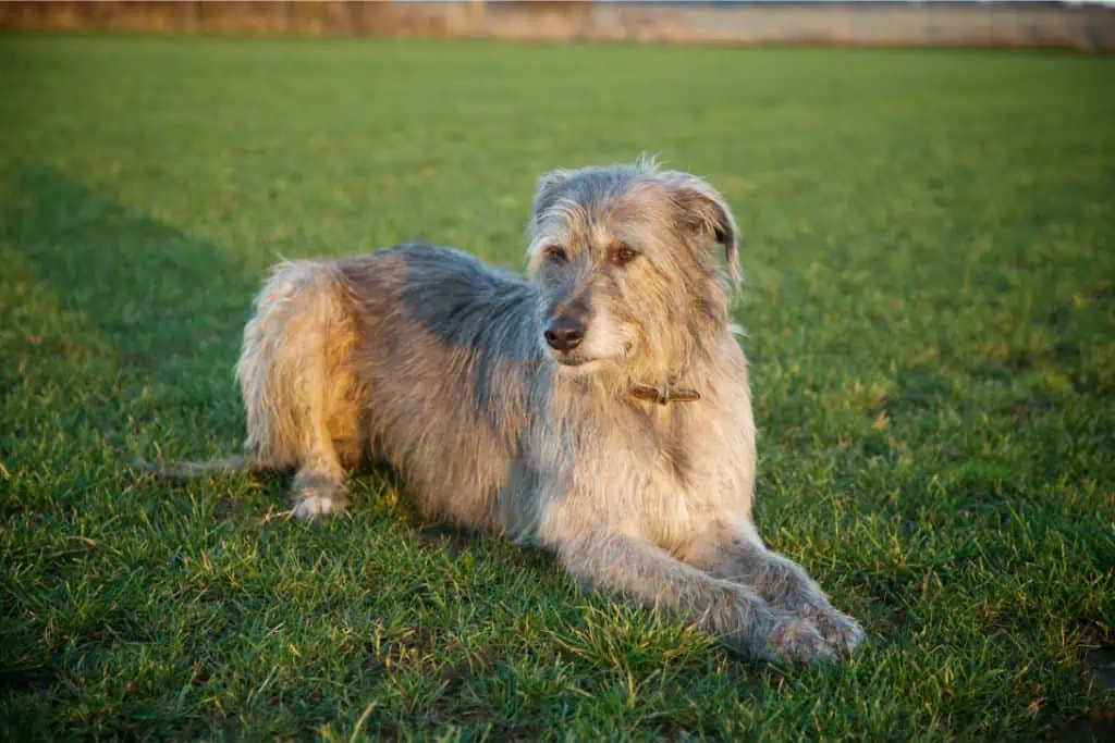 Lurcher