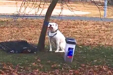 Macht betroffen: Frau findet ausgesetzten Hund mit Zettel und Habseligkeiten an einen Baum gebunden