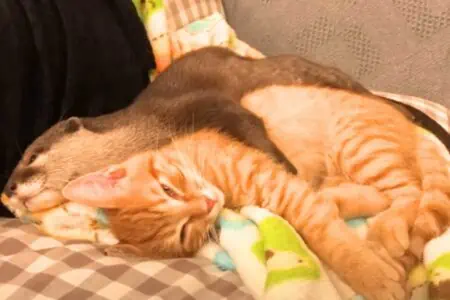 Otter-Baby kann nicht ohne sein Kätzchen schlafen: Diese zuckersüße Freundschaft geht viral
