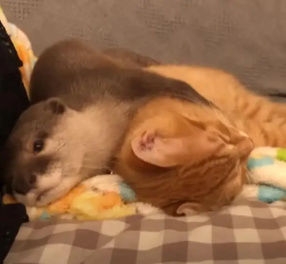 Wie sich Otter und Katze unterhalten