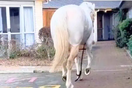Pferd bricht ständig aus dem Stall aus: Der Grund dahinter bringt alle Herzen zum Strahlen
