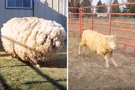 Schaf muss 20 Kilogramm Wolle am Körper herumschleppen - seine Verwandlung berührt alle Herzen