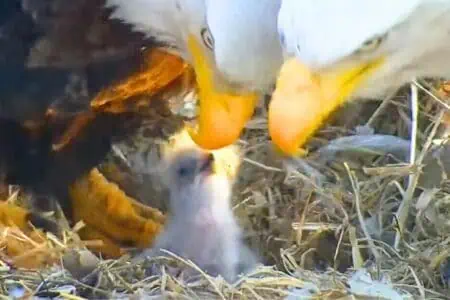 Schwerer Schneesturm trifft Adlernest - wie die Adler um ihre Babys kämpfen, berührt die ganze Welt