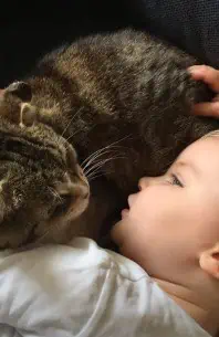 Katzen als Heiler