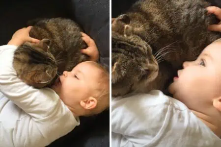 Tief berührendes Video: So zeigen sich ein Kleinkind und seine Katze, wie sehr sie sich lieben