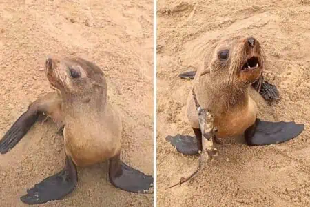 Tierretter entdecken Robbe mit Stacheln am Hals - was es damit auf sich hat, ist schockierend