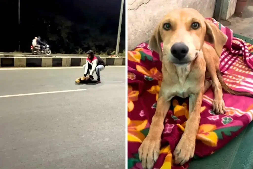 Tierschützer entdecken regungslosen Hund auf der Straße - was dann passiert, lässt an Wunder glauben