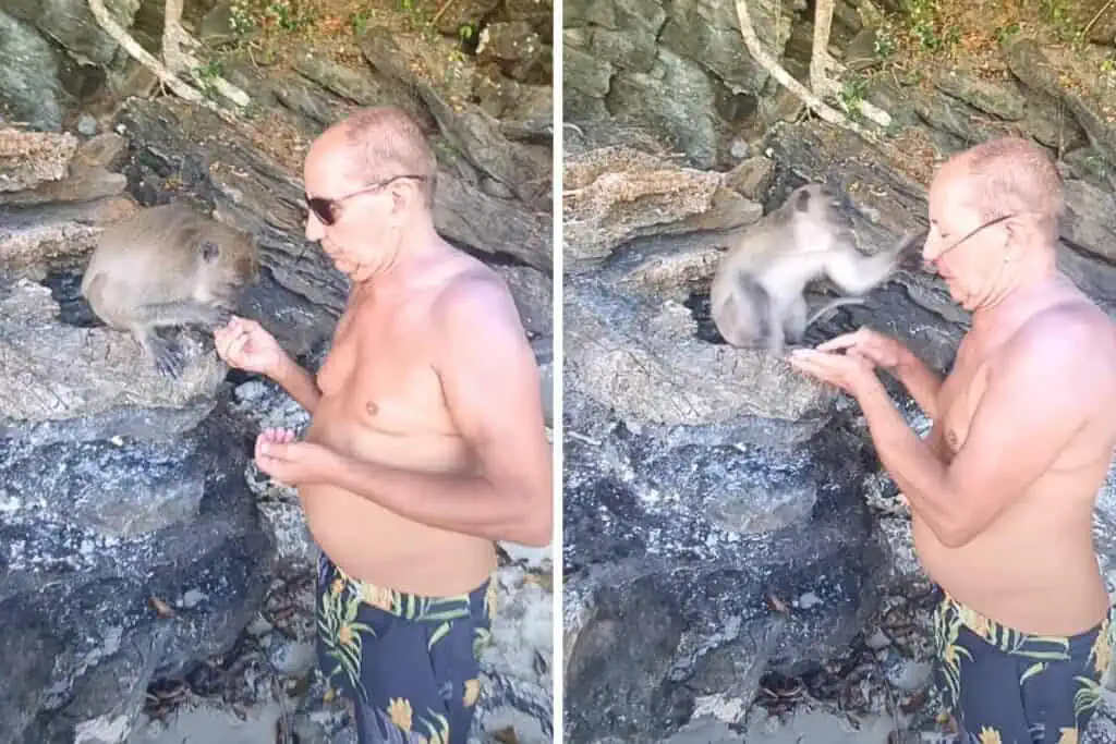 Urlauber füttert Äffchen am Strand - doch plötzlich startet das Tier einen unverschämten Angriff