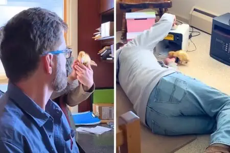 Vater hat kein Interesse für Tiere seiner Tochter - doch dann zeigt ein Video seine wahren Gefühle