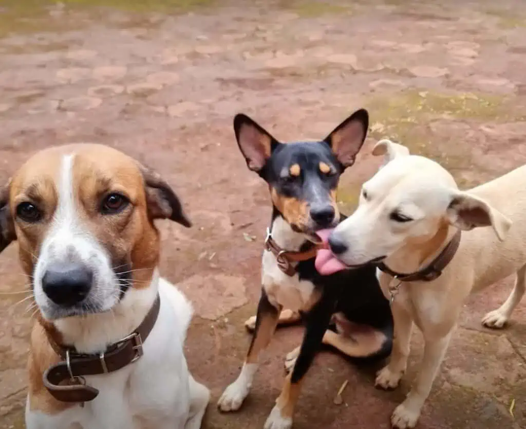 Getrennte Wege für Hund und Hyäne