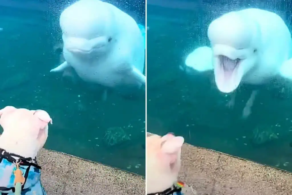 Zum Totlachen: Wal im Aquarium schreit Hund an und jagt ihm einen höllischen Schreck ein