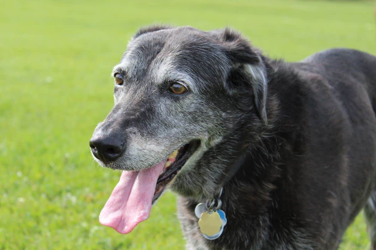 Alter Hund hechelt und trinkt viel 5 Gründe (Ratgeber)