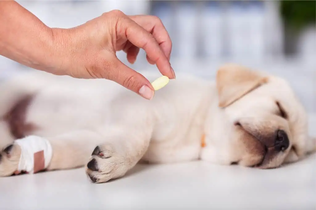 Kann ich meinem Hund Aspirin als Schmerzmittel geben, und wofür wird es eingesetzt?