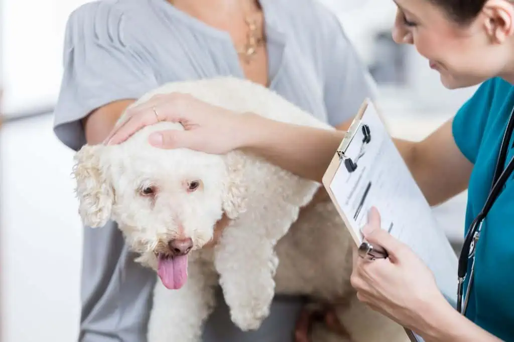Wann du bei einem Bandwurm beim Hund zum Tierarzt gehen solltest 