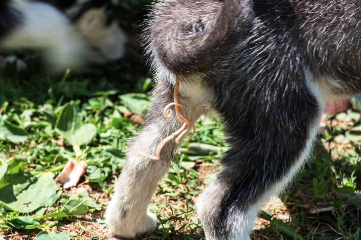 Bandwurm beim Hund erkennen: 6 Symptome & 5 Hausmittel