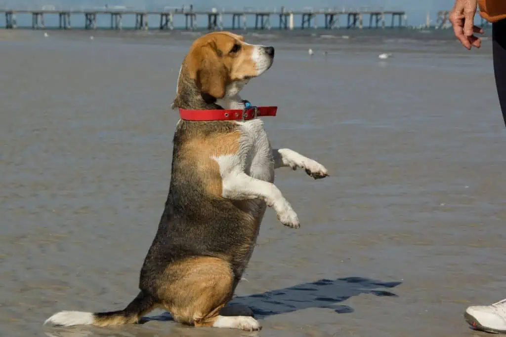 2 häufige Fehler von Besitzern bei der Erziehung von Beagles