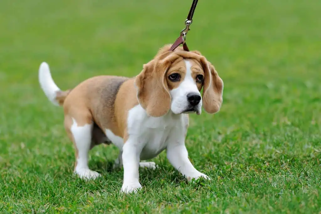 Welche Probleme können bei der Erziehung eines Beagles auftreten?
