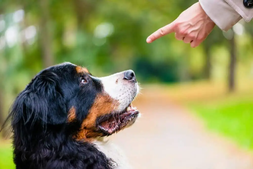 berner sennenhund erziehung