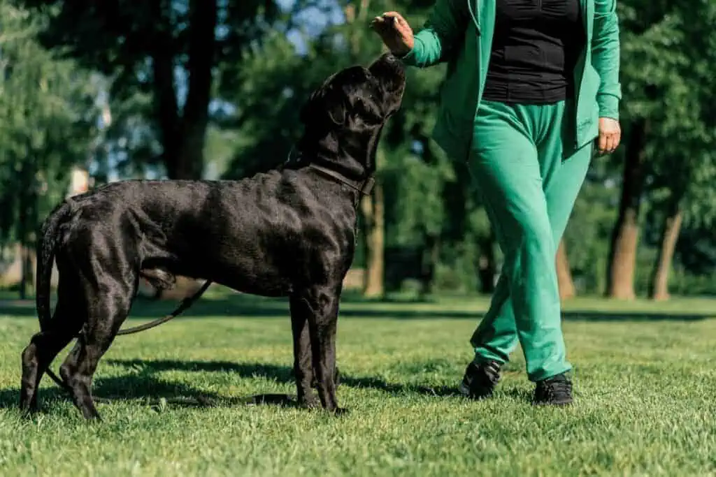 cane corso erziehung