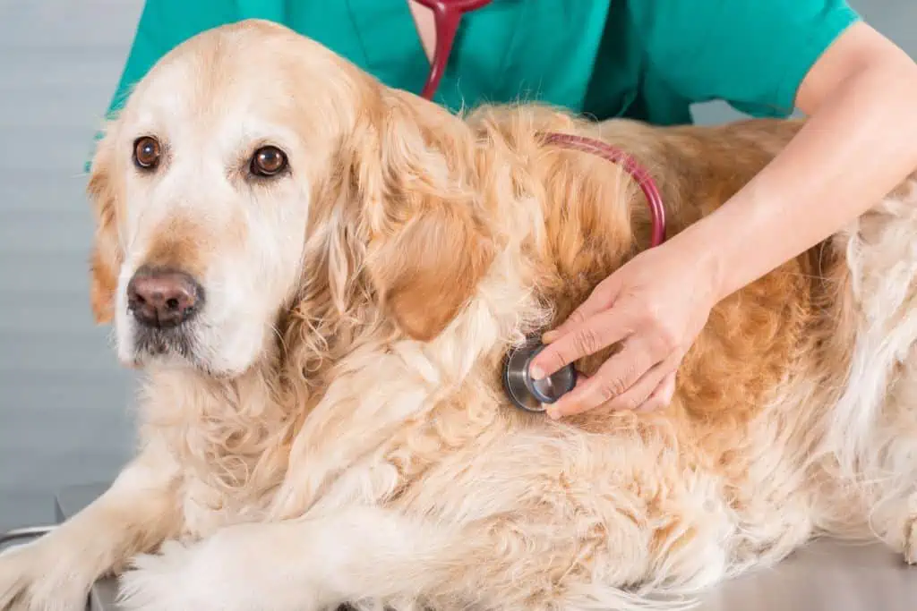 Wann du bei einer Chlorvergiftung zum Tierarzt gehen solltest