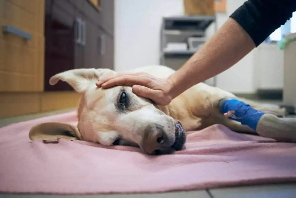 darf ein tierarzt einen gesunden hund einschläfern