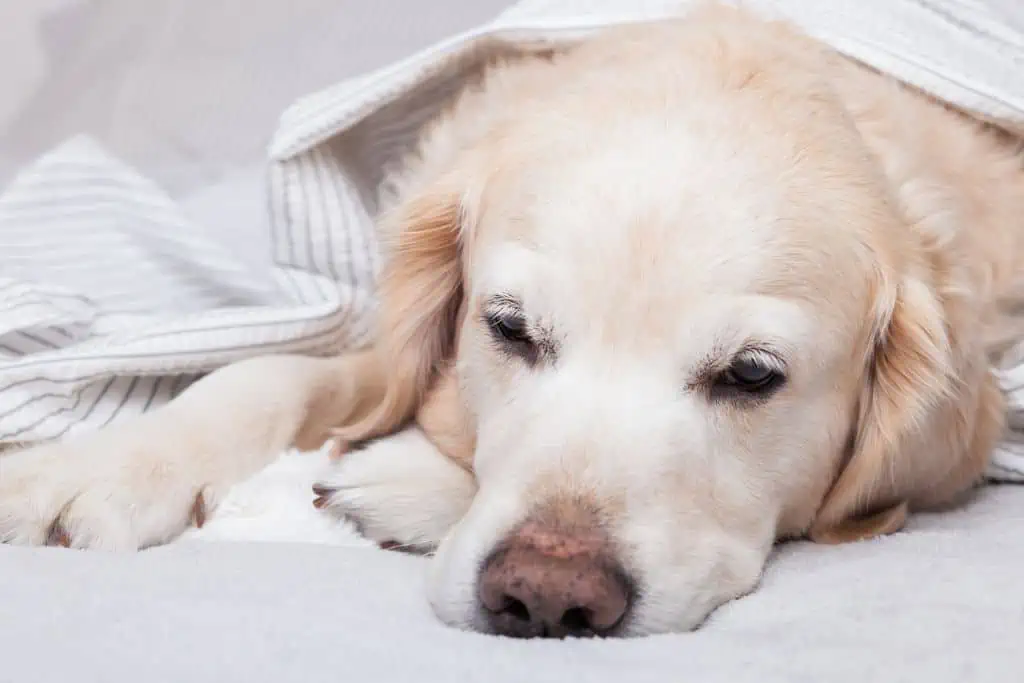 Symptome von Ehrlichiose beim Hund: Welche Anzeichen sind typisch?