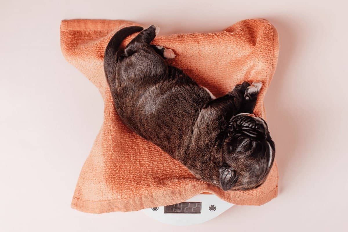 Gewichtszunahme bei Welpen pro Tag: Was ist zu beachten?