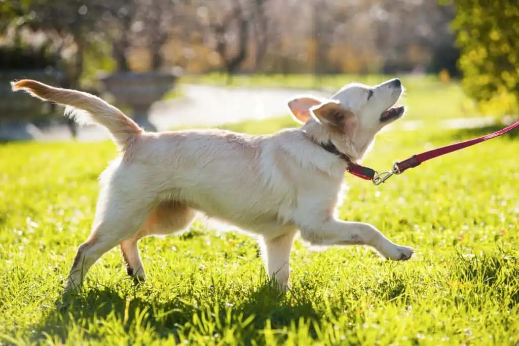 golden retriever auslauf