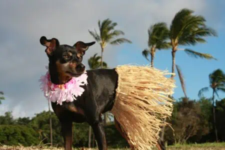 hawaiianische hundenamen