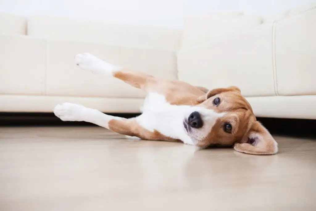 Symptome von Herzinsuffizienz beim Hund: Welche Anzeichen sind typisch?
