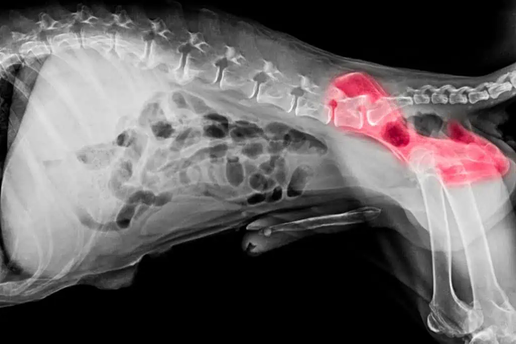 Wann du bei Hüftdysplasie beim Hund zum Tierarzt gehen solltest 