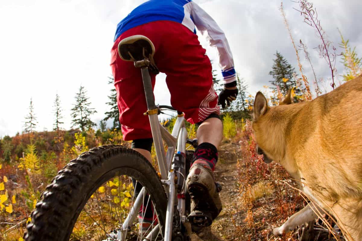 Hund am Fahrrad Wie viel km kann er laufen? (Ratgeber)