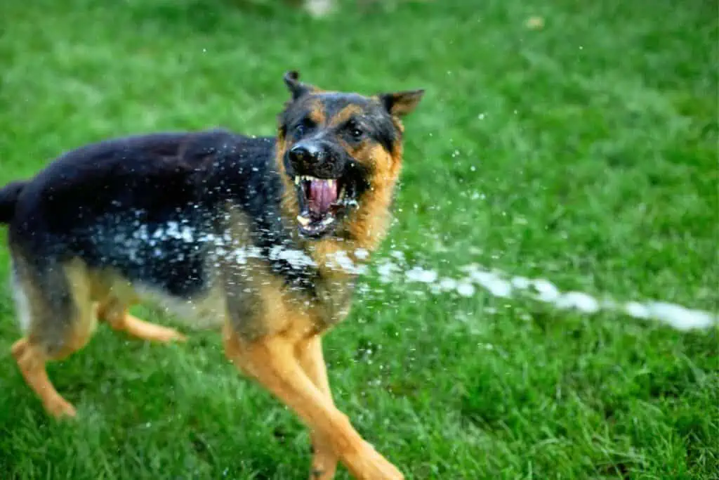 hund bellen abgewöhnen mit wasser