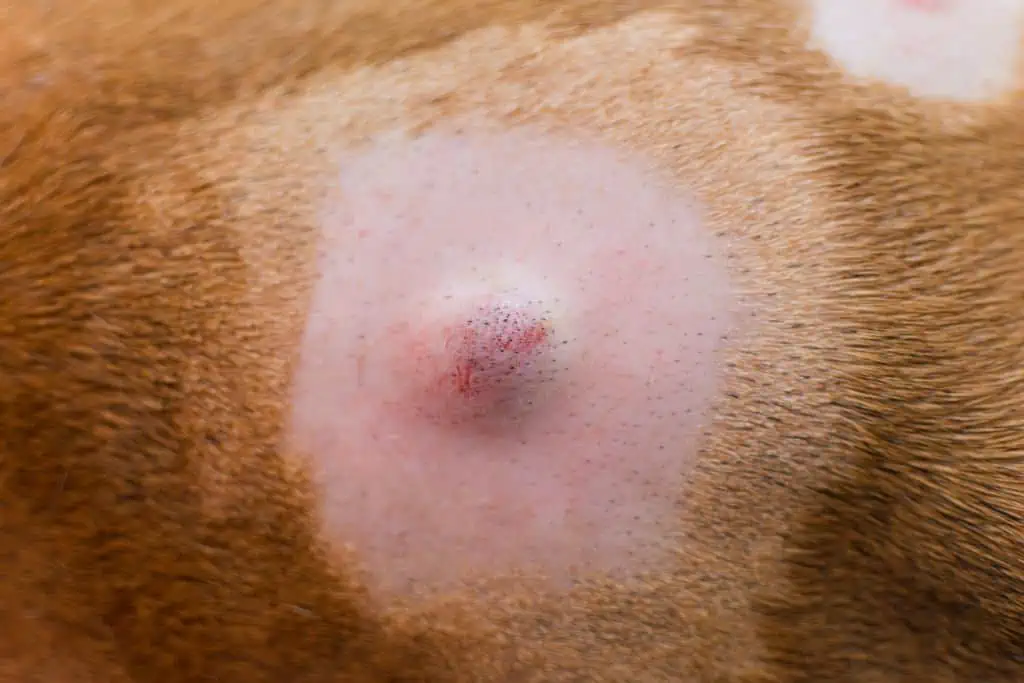 Was kann der Grund für einen harten Knubbel unter der Haut bei meinem Hund sein?
