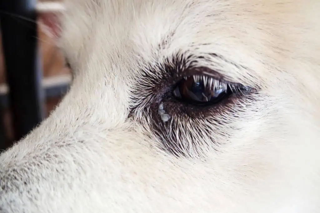 Was kann die Ursache für den Schleim im Auge meines Hundes am Morgen sein? 