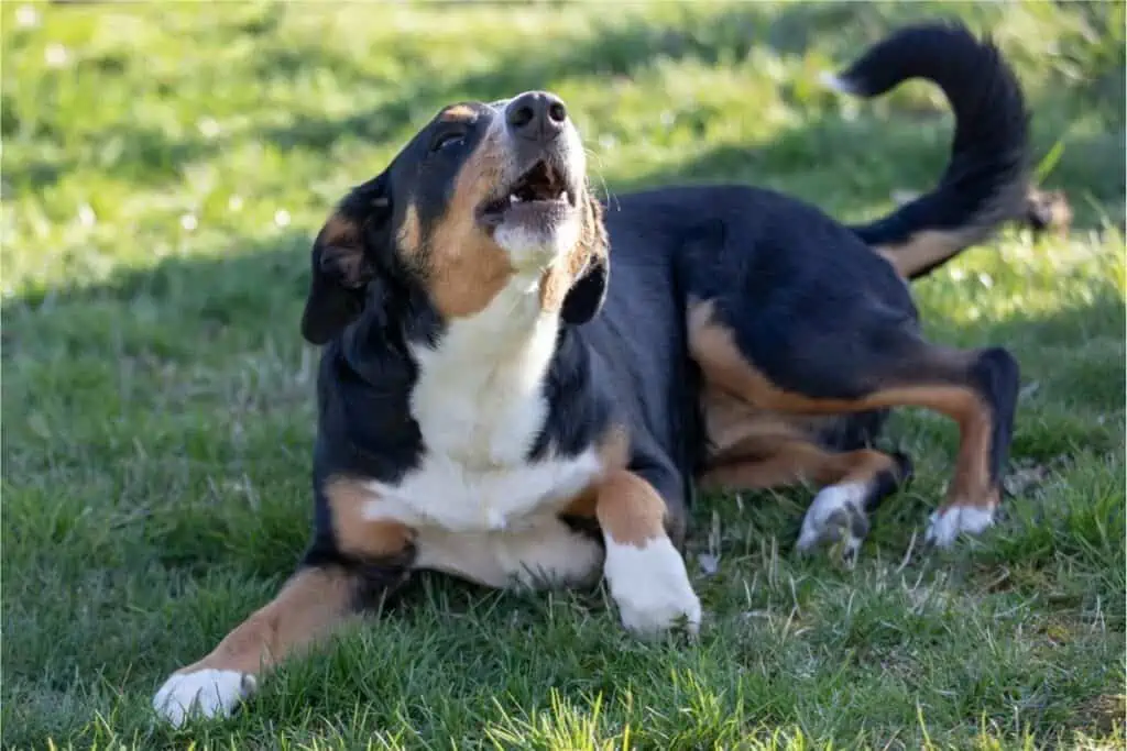 hund hört nicht auf zu bellen