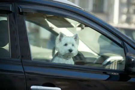 hund im auto lassen
