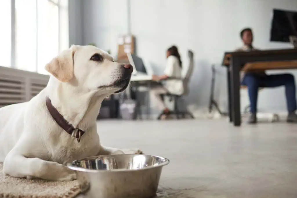 Was sollte man beim Mitbringen eines Hundes zur Arbeit beachten?