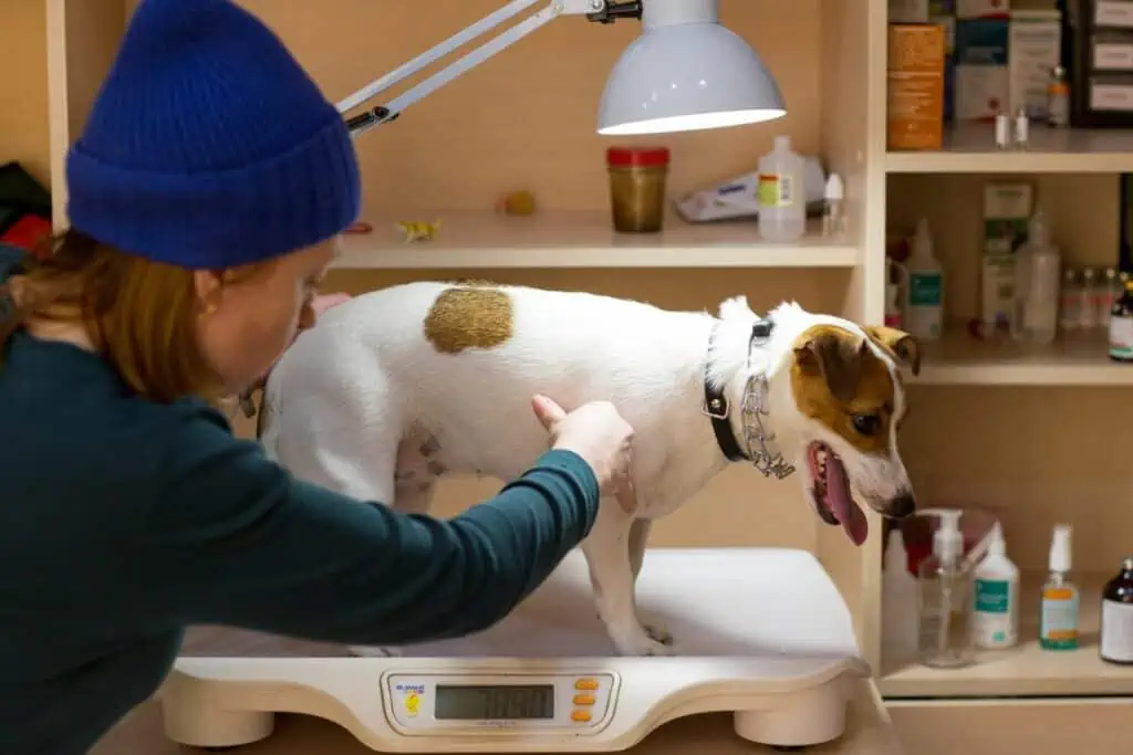 hund nimmt immer mehr ab obwohl er gut frisst