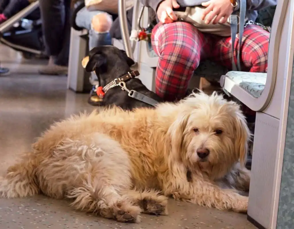 Ist es erlaubt, einen Hund ohne Maulkorb im Zug mitzunehmen?