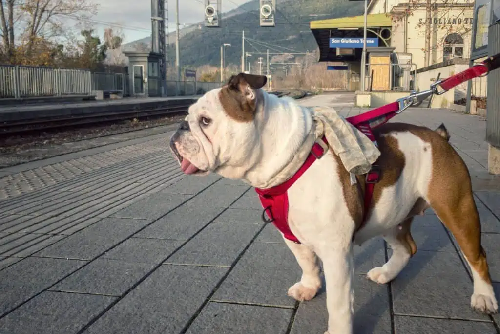 Welche Alternativen gibt es zum Maulkorb für Hunde im Zug?