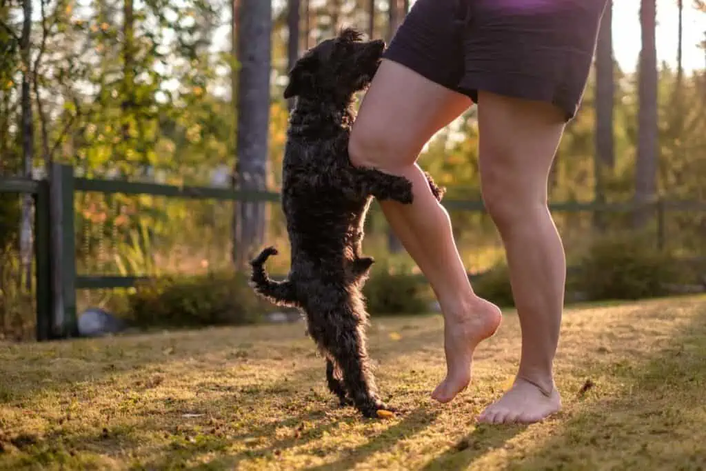 hund reitet auf mir auf