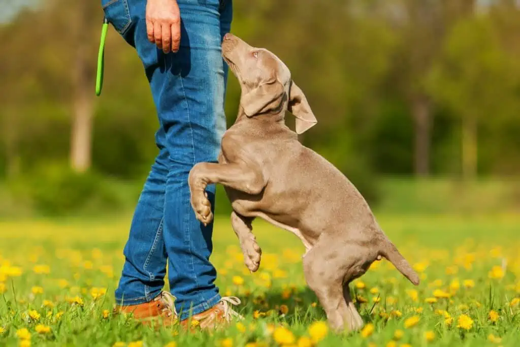 hund springt fremde leute an