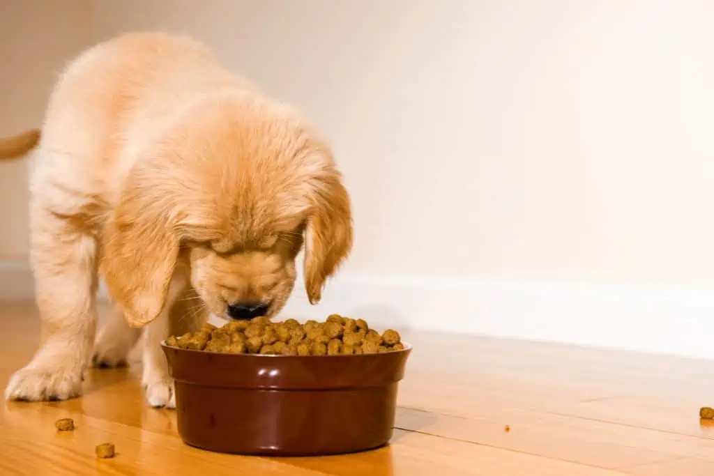 Welche Art von Futter sollte man für einen Hundewelpen kaufen?