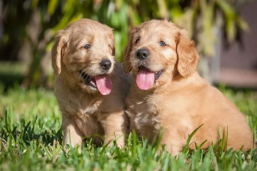 Top 10: Hundenamen für Golden Retriever