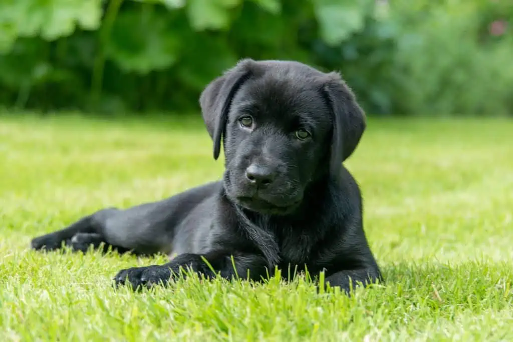 Weitere männliche Labrador-Hundenamen für Rüden