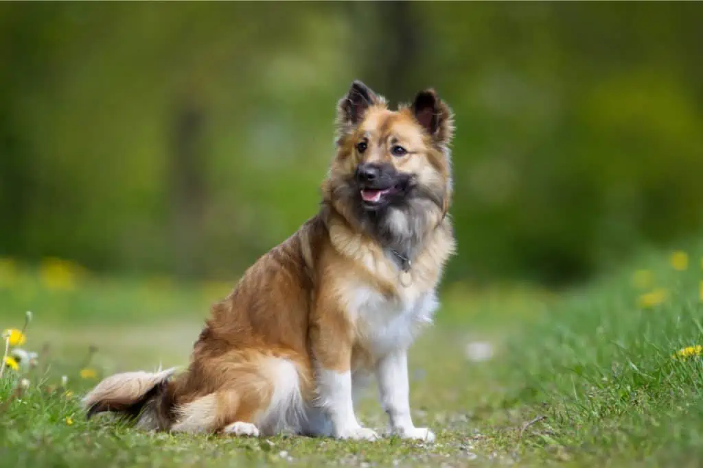 Weitere weibliche isländische Hundenamen für Hündinnen