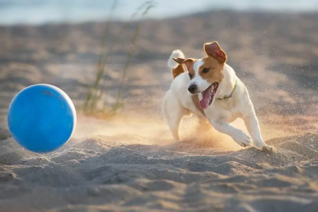 jack russell terrier erziehung