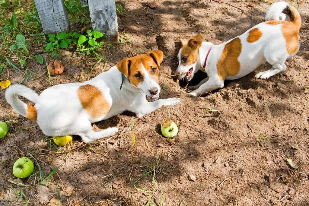 Welche Probleme können bei der Erziehung eines Jack Russell Terrier auftreten?
